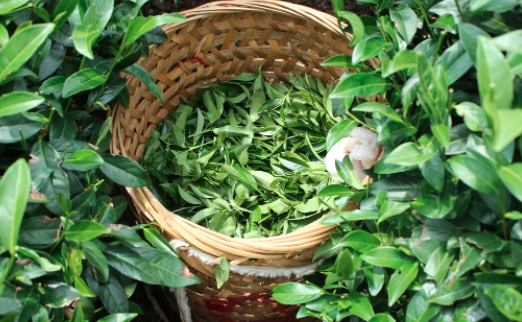 汕头茶叶及茶制品检测,茶叶及茶制品检测费用,茶叶及茶制品检测机构,茶叶及茶制品检测项目